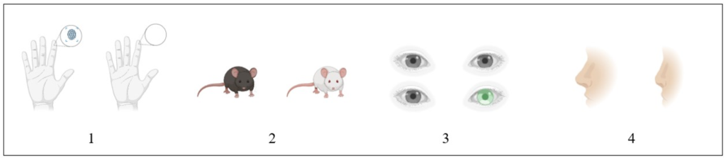 Unique genetic variations that occur. On the far left, two hands with one containing finger prints and the other without finger prints. Next, an image of a brown mouse and a white mouse with albinism. Next, an image of two sets of eyes, one with two of the same colored eyes and another set of eyes where the colors are not the same for both eyes. Last image on the far right, one image of a typical nose structure protruding out and the next image is where the nose is more concaved in. 