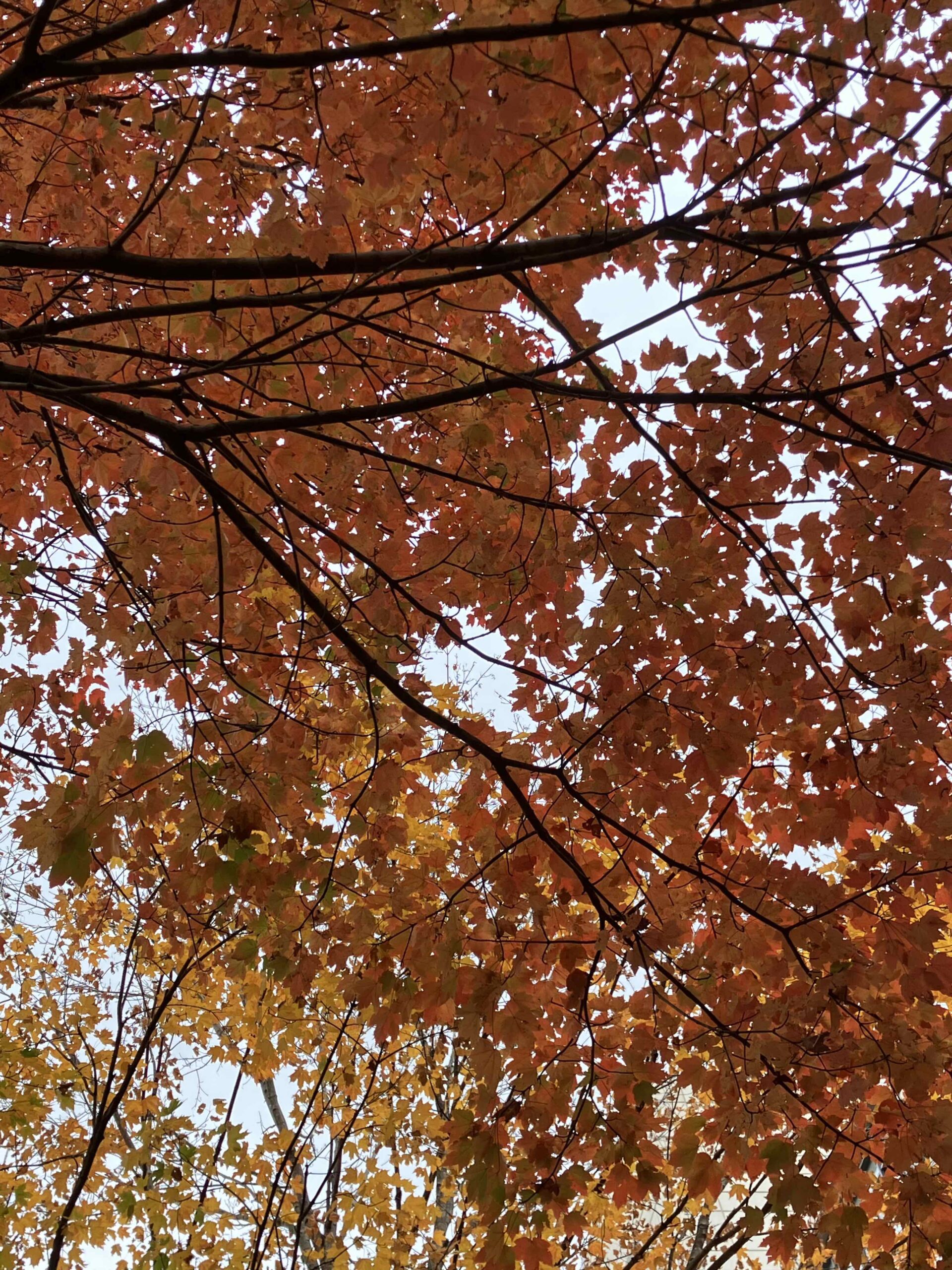 Colorful tree leaves are photographed from below. Leafy branches of two trees are visible. Most of the visible leaves are orange, though some of the leaves from the same tree have green centers and orange tips. The tree in the background has primarily yellow leaves with a few green leaves mixed in.