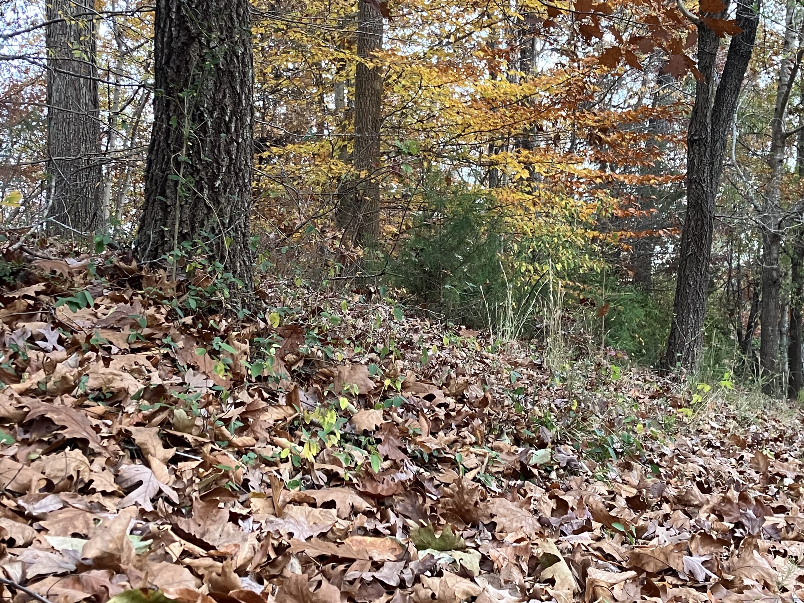Ground-focused autumnal scenery. In the foreground is a pile of brown leaves. In the midground, tree trunks are visible. Attached tree leaves—in green, yellow, and orange hues—fill the background.