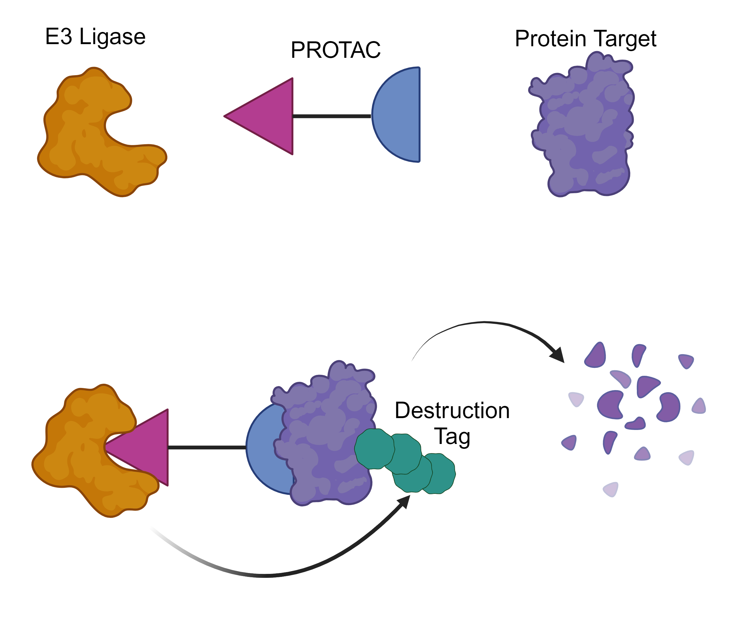 Cartoon of a PROTAC drug that binds an E3 ligase and a protein target to trigger target destruction.