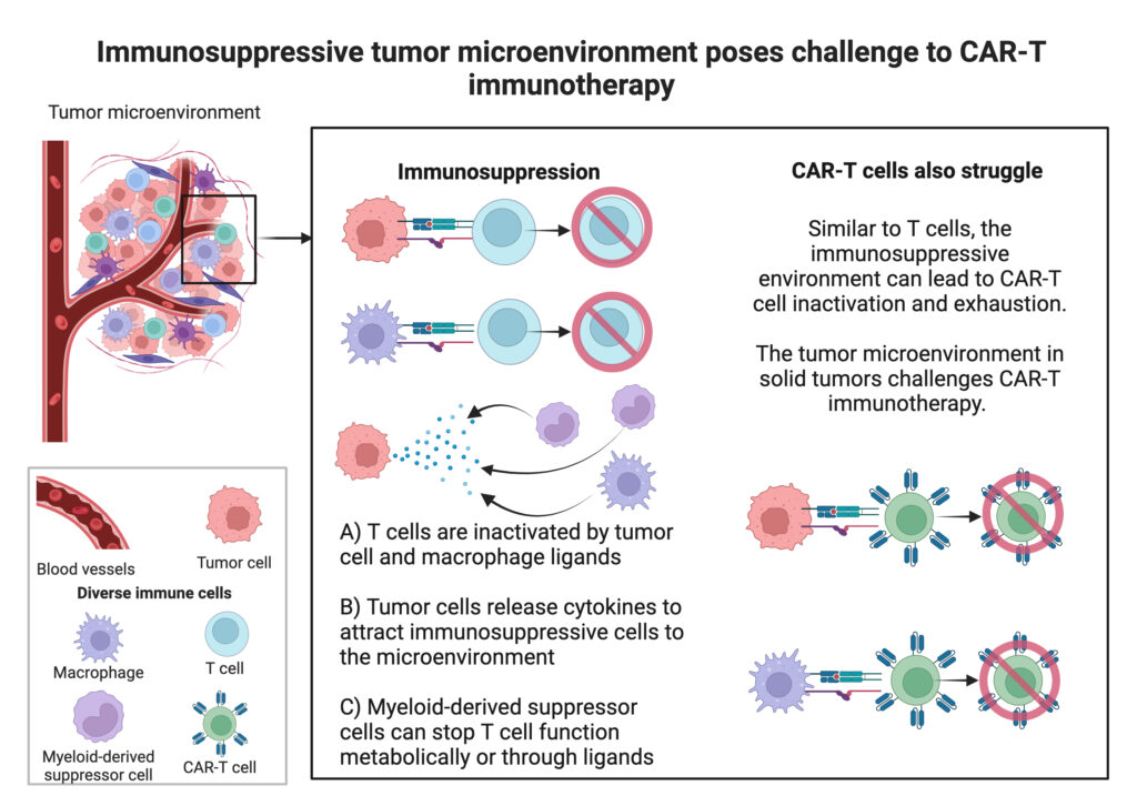 Illustration of the challenge immunosuppression poses to CAR-T immunotherapy. Various cell types represented. 