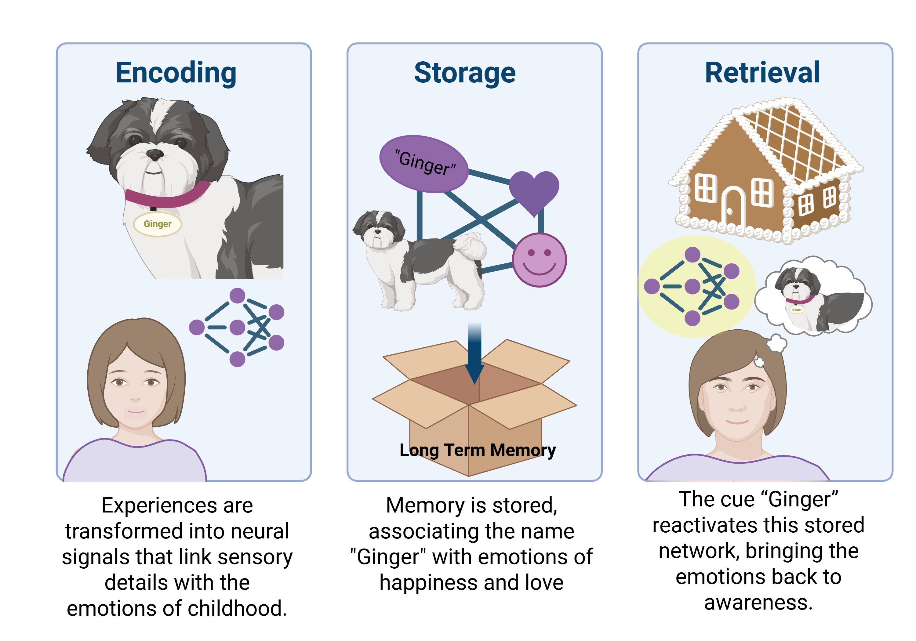 graphic example describing the three stages of memory formation: encoding, storage and retrieval.