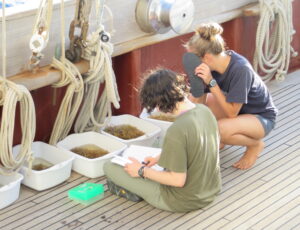 Two students on a boat deck analyze Sargassums seaweed clumps in white buckets
