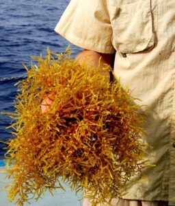 Person posing, holding a clump of Sargassum seaweed in their hand