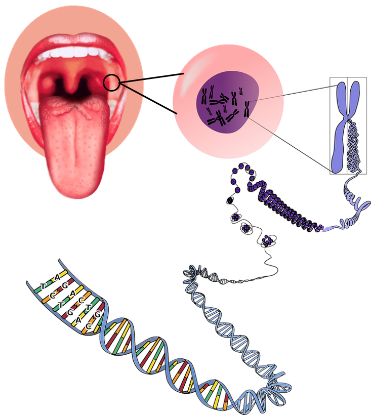 https://commons.wikimedia.org/wiki/File:Tongue1.png & https://pixabay.com/en/genetics-chromosomes-rna-dna-156404/