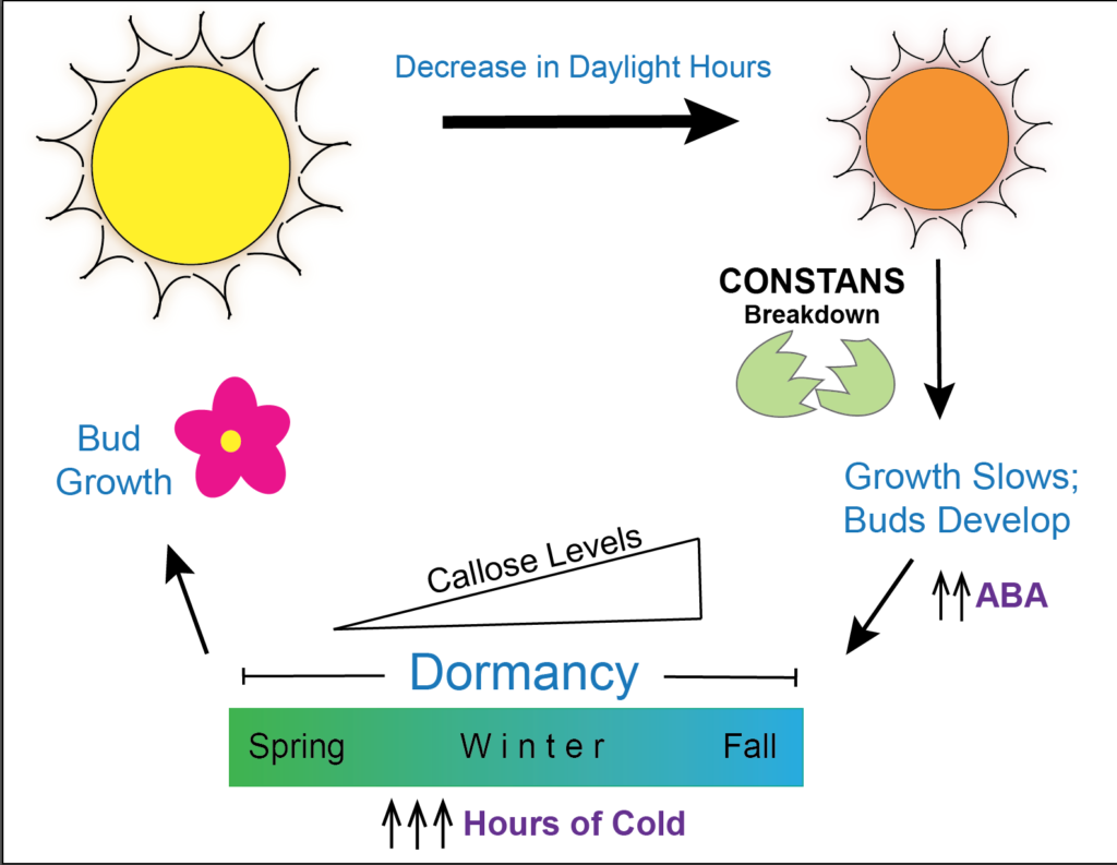 Tree Dormancy Leaves Are Falling From the Trees – The Pipettepen