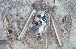 An albatross skeleton filled with plastics that it had ingested prior to its death.