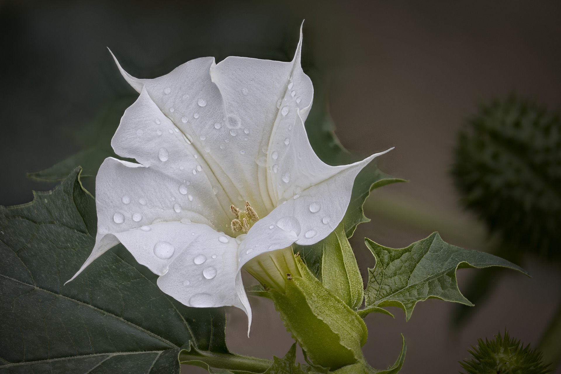 Photograph of Jimsonweed flower with raindrops