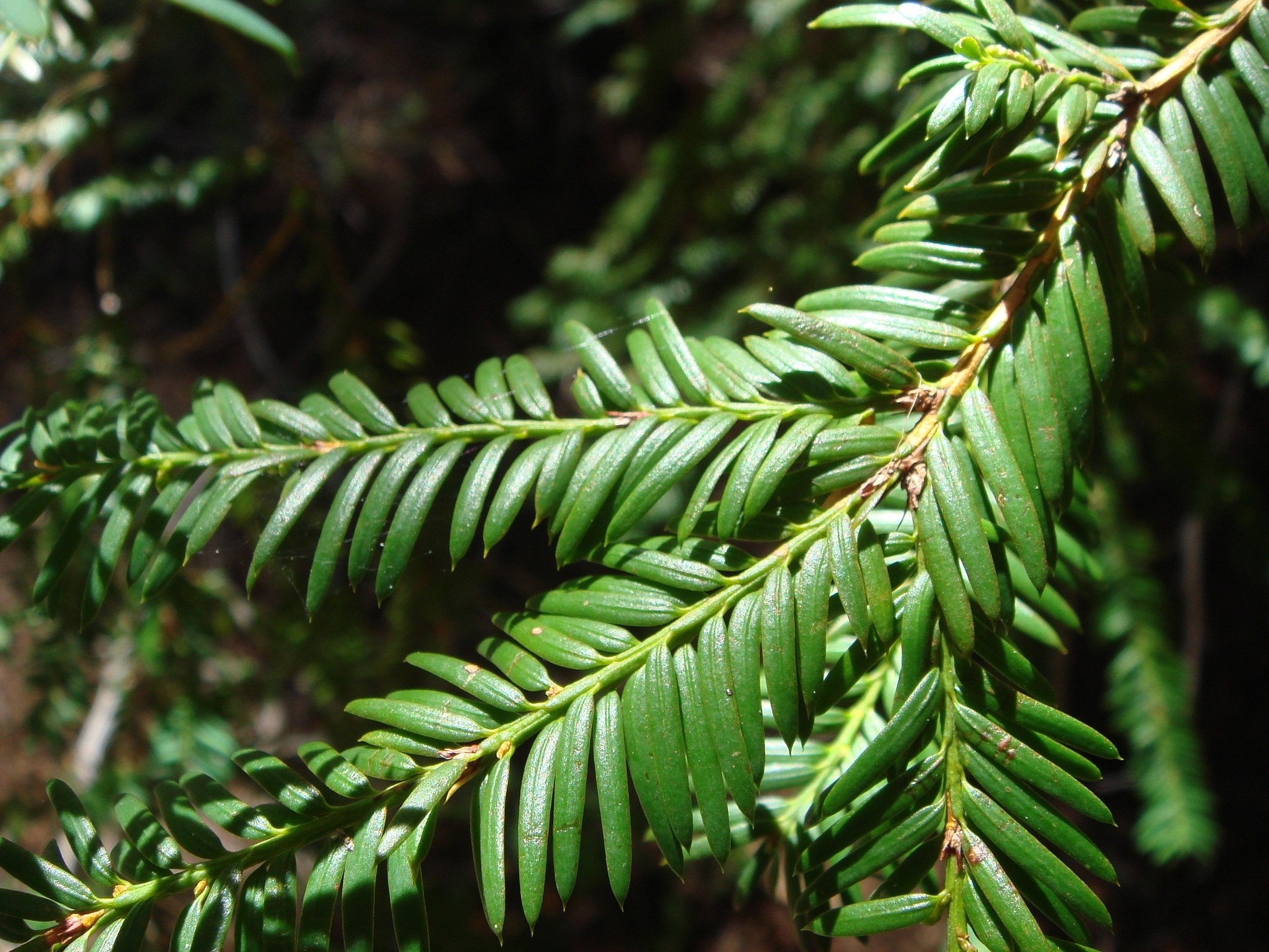 Photograph of Yew leaves in sunlight