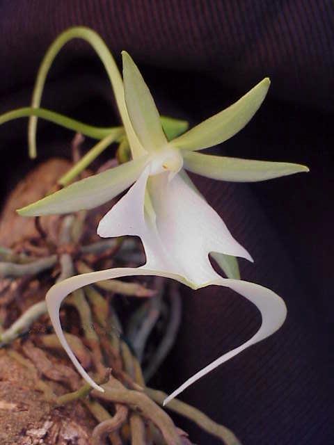 close up image of the white flower of the ghost orchid