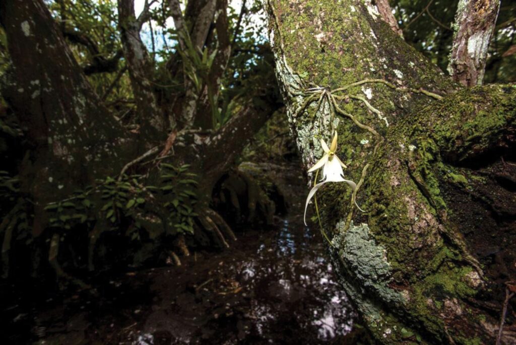 What is so special about the ghost orchid? The Pipettepen